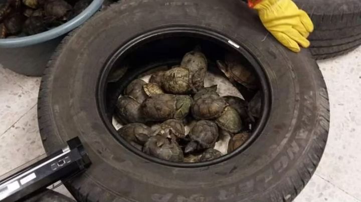 Increíble: Tras volcadura en Amozoc, la Guardia Nacional rescata a tortugas marinas en costales