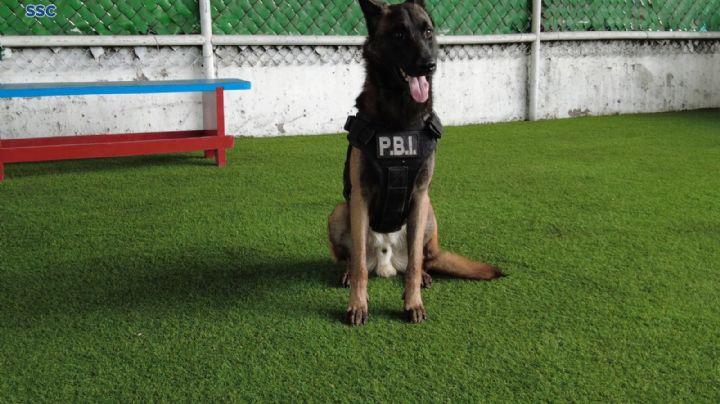 Los herederos de Frida y Proteo: La Unidad Canina de la SSC tiene nuevos integrantes; Randy y Duncan