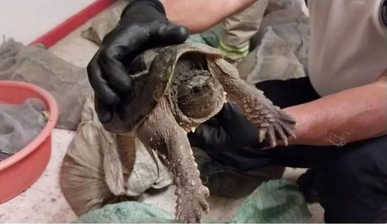 Tortugas rescatadas en Puebla