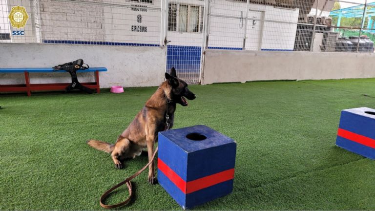 Nuevos binomios caninos