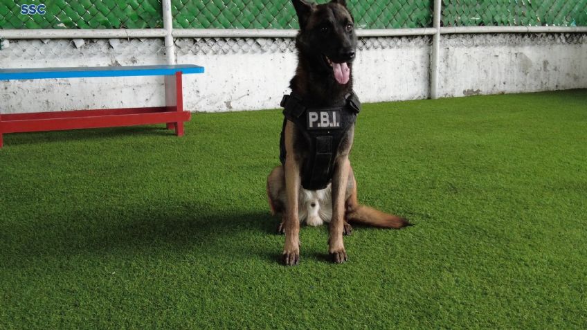 Los herederos de Frida y Proteo: La Unidad Canina de la SSC tiene nuevos integrantes; Randy y Duncan