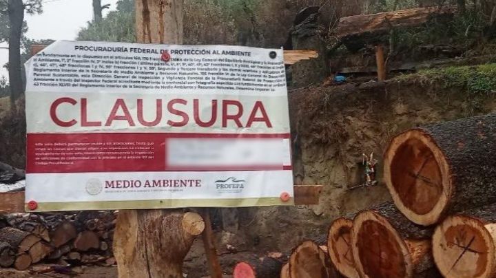 La Ciudad de México castigaría con hasta 20 años de prisión a quien corte un árbol de manera ilegal