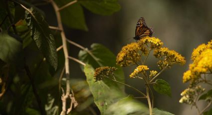 Santuario de la Mariposa Monarca: Un tesoro del Estado de México que se debe proteger y preservar