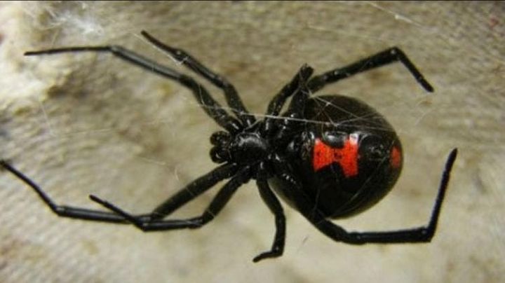 Niño de 8 años se deja picar por una viuda negra para convertirse en Spíderman; termina hospitalizado