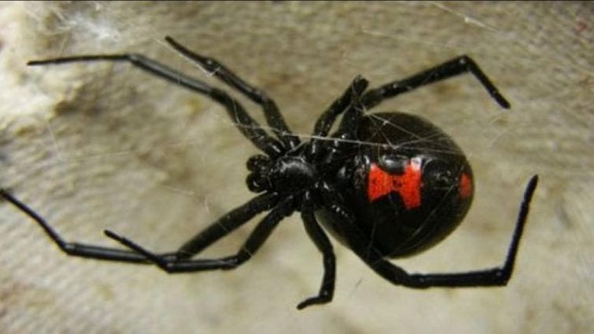 Niño de 8 años se deja picar por una viuda negra para convertirse en Spíderman; termina hospitalizado