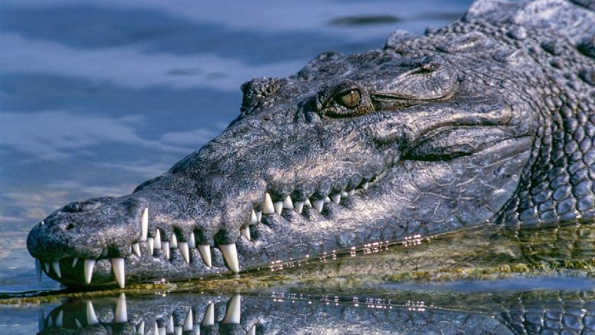 Cocodrilo le arranca la vida a Jesús mientras nadaba en un río; los lugareños balearon al reptil