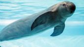Foto ilustrativa de la nota titulada Lucha por la vaquita marina se libra en Sonora: Sólo quedan 10 animales de esta especie