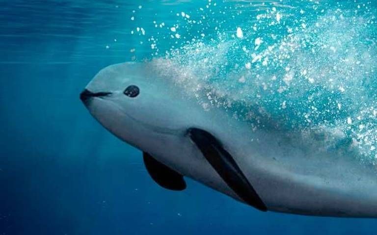 Vaquita marina, en peligro de extinción. Foto: Internet