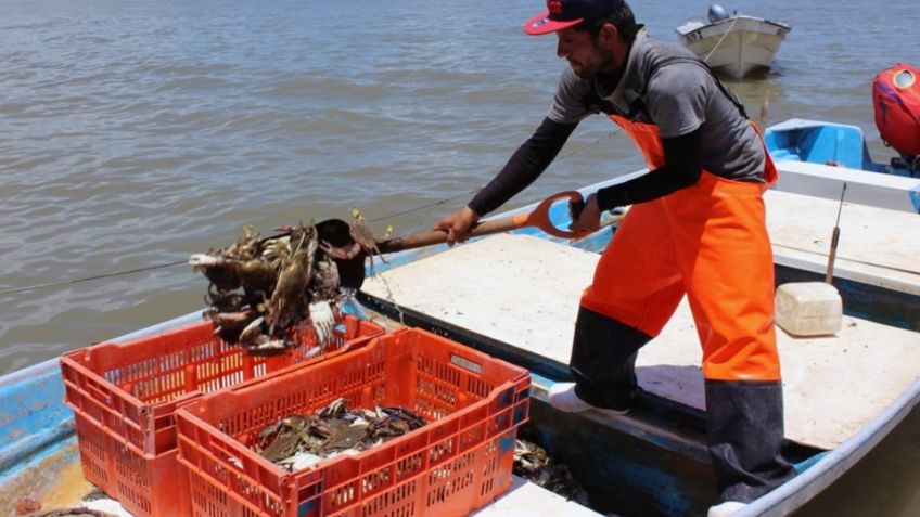 Pescadores de Guaymas y Empalme reportan mala temporada en la captura de jaiba 