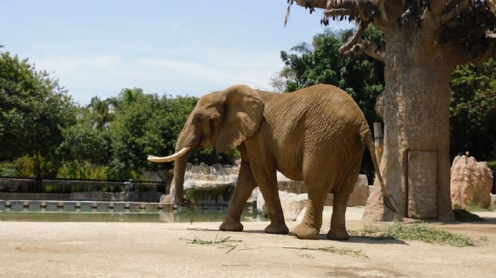 Día Internacional del Elefante: Ely y Gipsy celebran en Zoológico de San Juan de Aragón