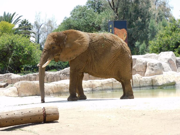 Día Internacional del Elefante en CDMX