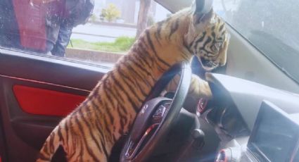 VIDEO: Captan a tigre de bengala en un vehículo de Nezahualcóyotl; detienen al dueño