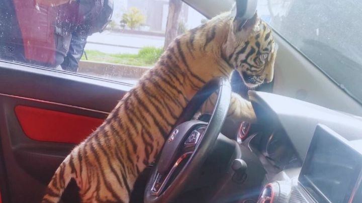 VIDEO: Captan a tigre de bengala en un vehículo de Nezahualcóyotl; detienen al dueño