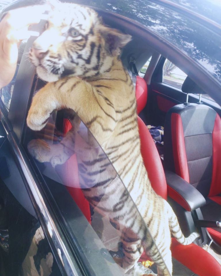 Tigre de Bengala en Nezahualcóyotl