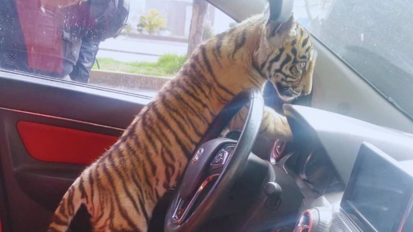 VIDEO: Captan a tigre de bengala en un vehículo de Nezahualcóyotl; detienen al dueño