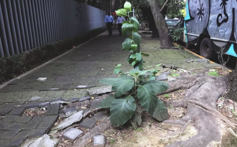 Día Mundial del Peatón en CDMX