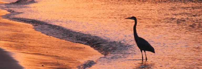 Observación de aves en San Carlos, Sonora. Foto: Internet