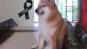 Internet se viste de luto: Muere 'Cheems', famoso 'perrito' que inspiró memes; esto pasó