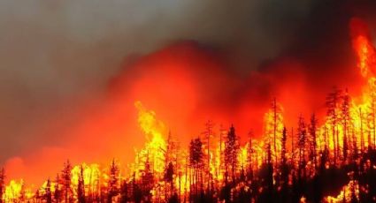 Fuertes imágenes: Incendios en las Islas Canarias fueron provocados; evacúan a 12 mil