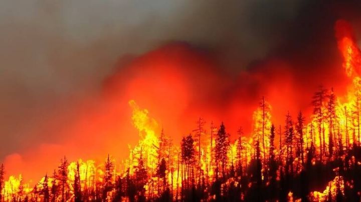 Fuertes imágenes: Incendios en las Islas Canarias fueron provocados; evacúan a 12 mil