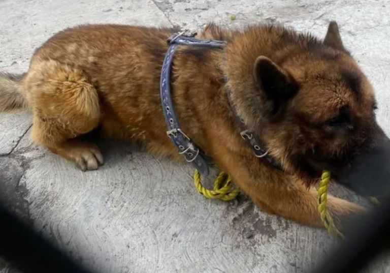 Asesinato de Kuko en el Estado de México