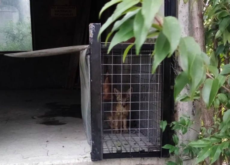 Rescate de un zorro en el Metro 