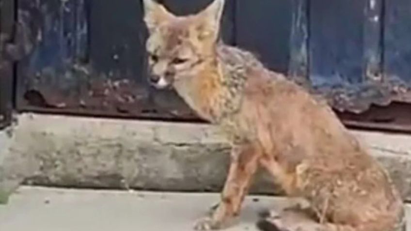 ¿Cómo llegó ahí? Rescatan a un zorro que deambulaba por las instalaciones del Metro Rosario