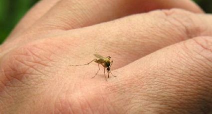 Sonora: Salud pide tener precauciones para evitar casos de dengue, zika y chikungunya