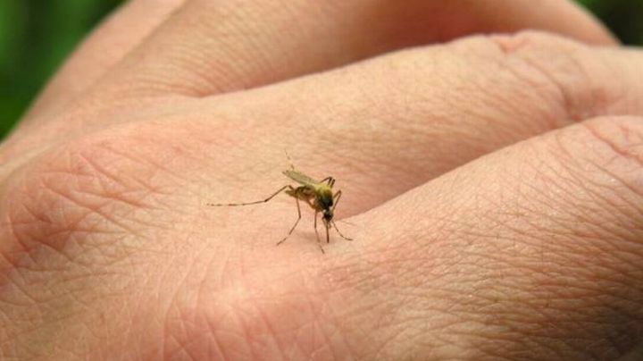 Sonora: Salud pide tener precauciones para evitar casos de dengue, zika y chikungunya