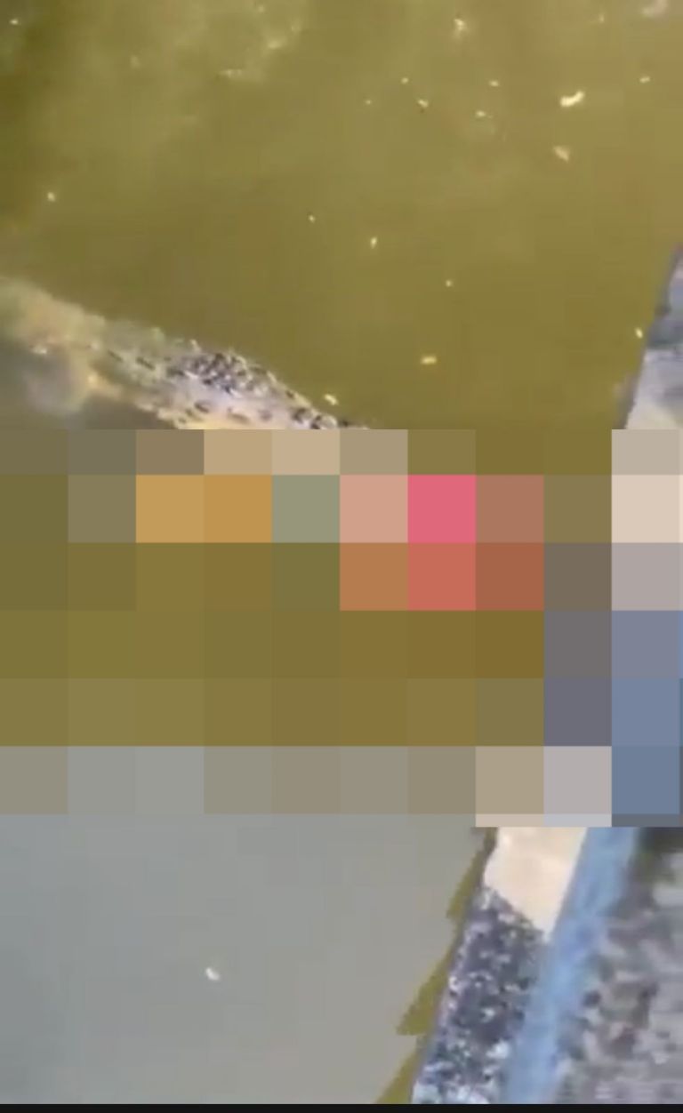 Futbolista devorado por cocodrilo