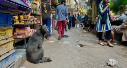 India se propone a capturar a todos los perros callejeros previo al G20; esto ocurrirá con ellos