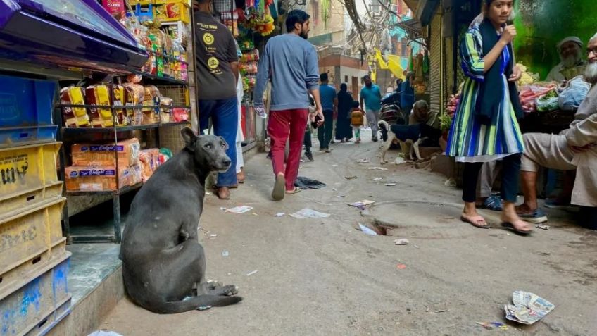 India se propone a capturar a todos los perros callejeros previo al G20; esto ocurrirá con ellos