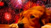 ¡Cuida a tu mascota! Consejos para protegerlo de la pirotecnia en las Fiestas Patrias