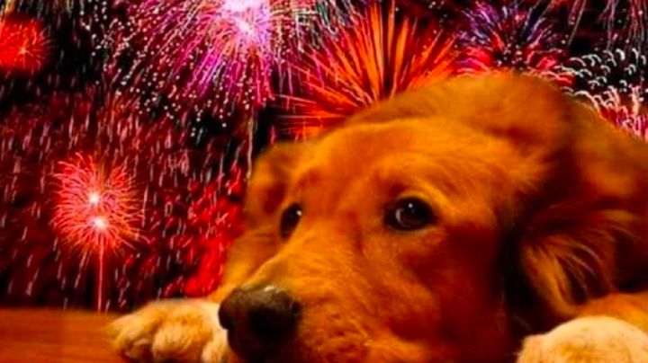 ¡Cuida a tu mascota! Consejos para protegerlo de la pirotecnia en las Fiestas Patrias