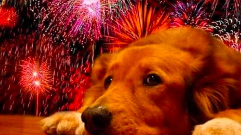 ¡Cuida a tu mascota! Consejos para protegerlo de la pirotecnia en las Fiestas Patrias