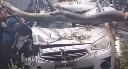 FOTOS: Fuertes lluvias desquician a la CDMX; Reportan caída de árboles sobre vehículos