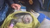 Increíble: Autoridades de la CDMX rescatan a mono capuchino en la Venustiano Carranza