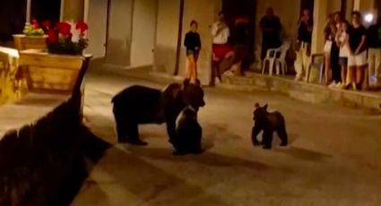 De no creer: Disparan contra un ejemplar de oso en peligro de extinción; exigen justicia