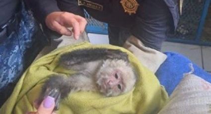 Increíble: Autoridades de la CDMX rescatan a mono capuchino en la Venustiano Carranza