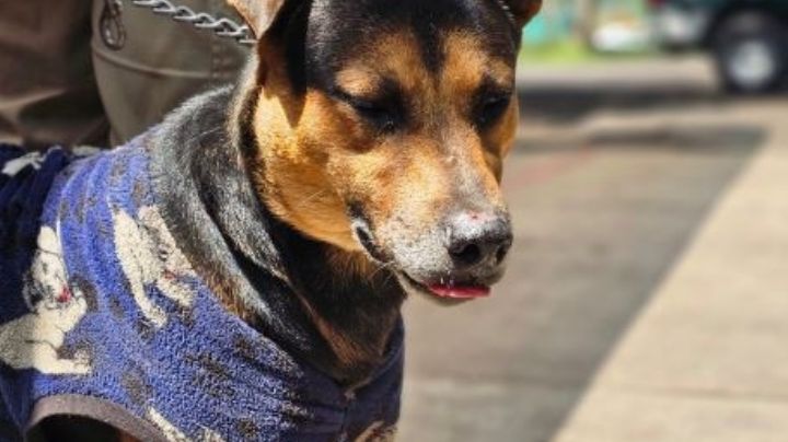 FOTO: Rescatan a perrito que se volvió viral en el Desfile Militar del Día de la Independencia