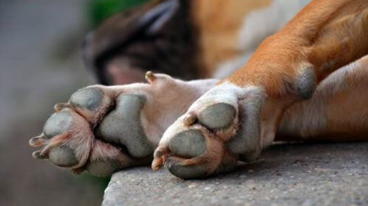 ¡Injusticia! Ladrones asesinan a un 'perrito' tras defender a sus dueños de un asalto