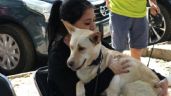 Adiós a los perritos abandonados: CDMX esteriliza a miles de cachorros durante 2023