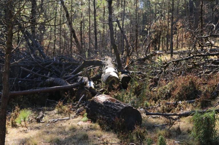 Combaten la tala ilegal en Tlalpan
