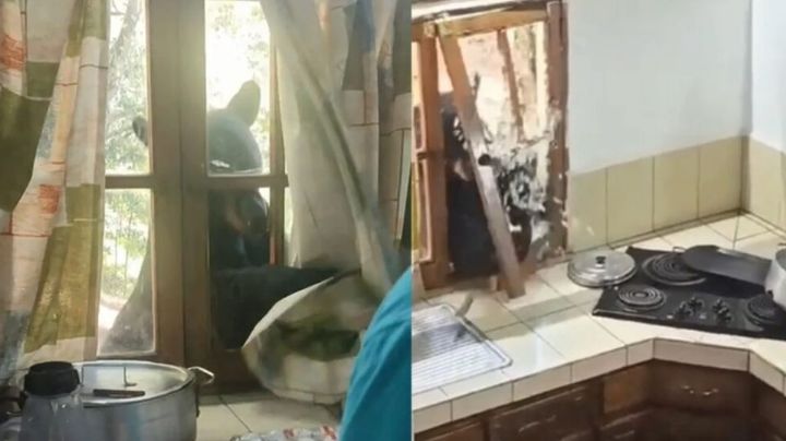 VIDEO: Oso rompe la ventana de una cabaña e intenta ingresar a domicilio en NL