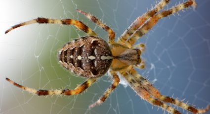 Localizan fósil de araña gigante en Australia; 'estremece' a expertos por su estatura