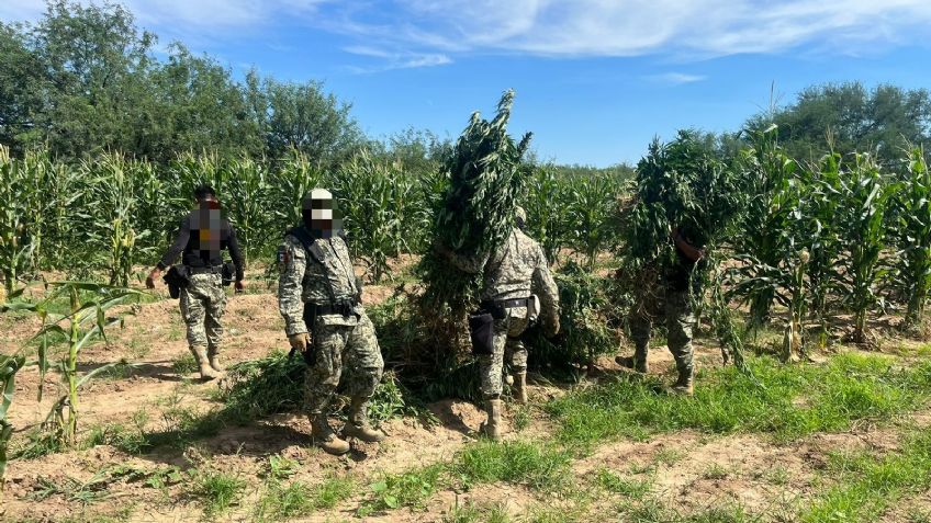 Asegura AMIC plantíos de marihuana en Magdalena de Kino; hay cuatro detenidos