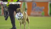 (VIDEO) "Para las Chivas": Perro invade cancha de la Liga de Expansión y se roba el balón