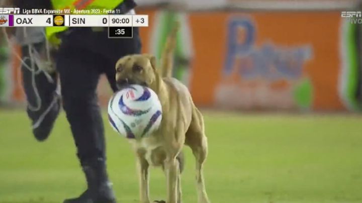 (VIDEO) "Para las Chivas": Perro invade cancha de la Liga de Expansión y se roba el balón