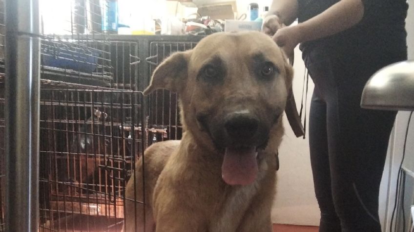 Alebrijes de Oaxaca 'ficha' a perrito que causó sensación en su último partido