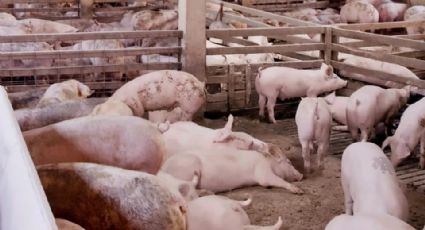 Porcicultores de Sonora luchan contra competición global "desleal"